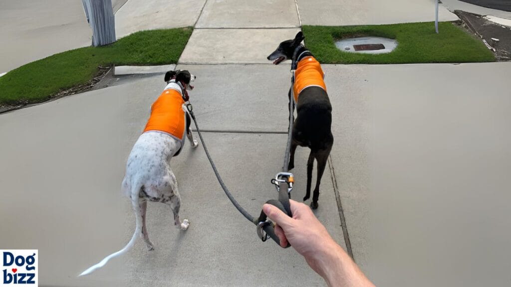 Best Cooling Vest for Your Greyhound