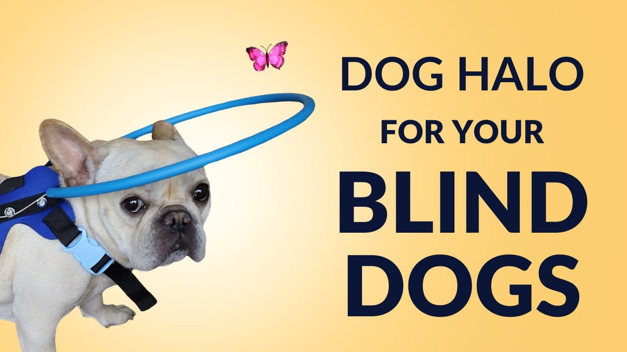 Best dog halo for blind dogs in 2024