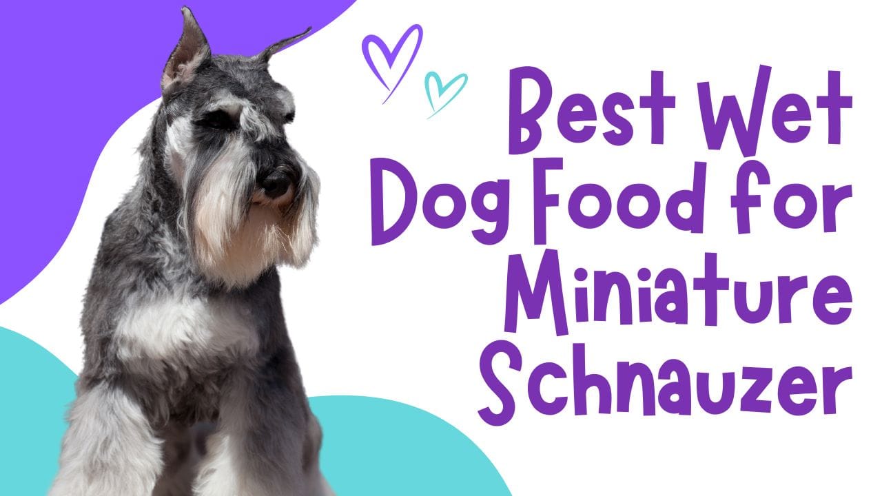 Best Wet Dog Food for Miniature Schnauzer