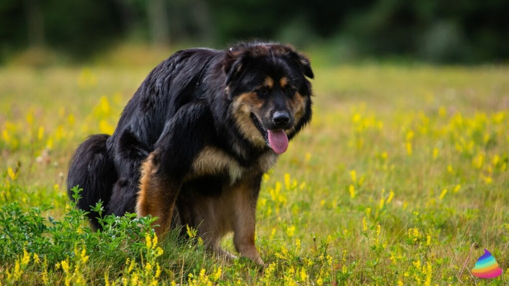 Black dog poop