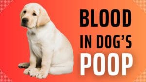 Blood in Dog Stool