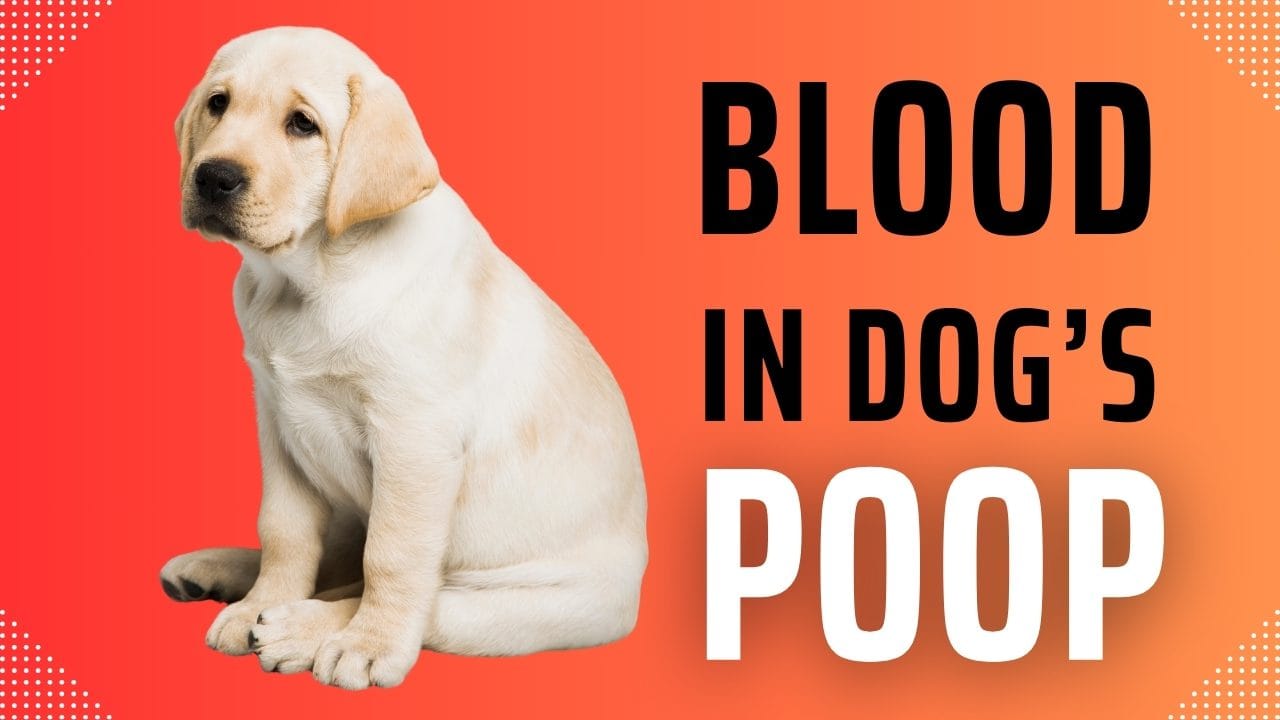 Blood in Dog Stool