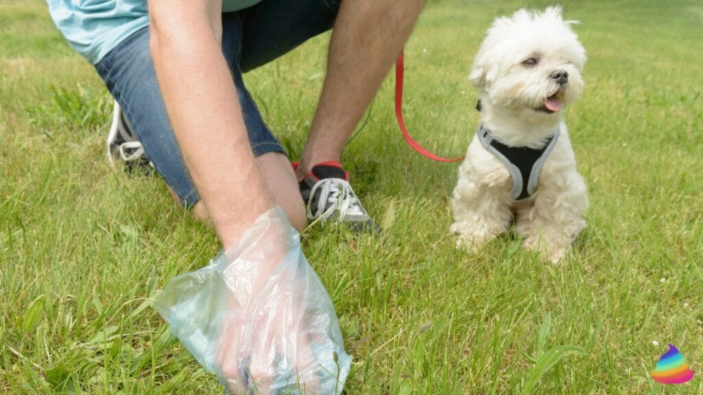 blood in dog poop