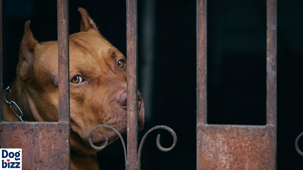 breed specific bans in apartment complexes