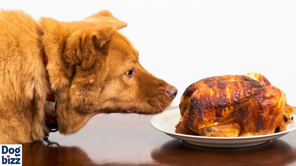 What to Do If Your Dog Eats Bologna