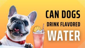 Can Dogs Drink Flavored Water