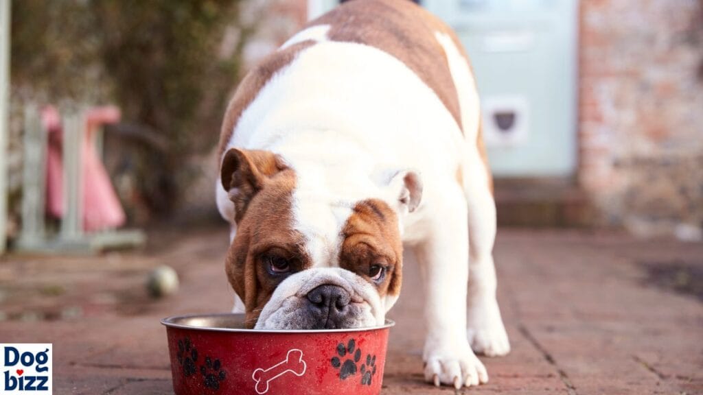 Why Bologna is Bad for Dogs