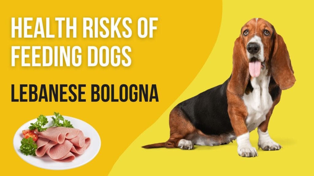 Is bologna safe for dogs to eat