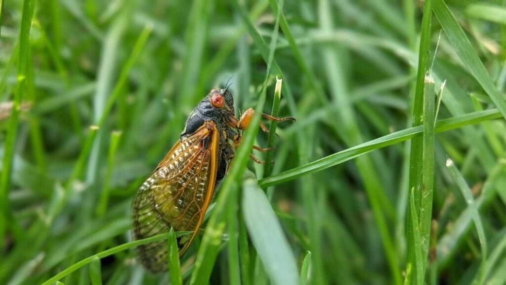 Where and When to Witness the Cicada Invasion