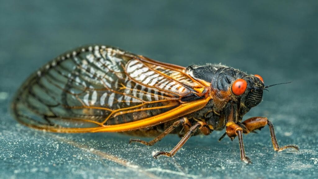 What Are Cicadas and Why 2024