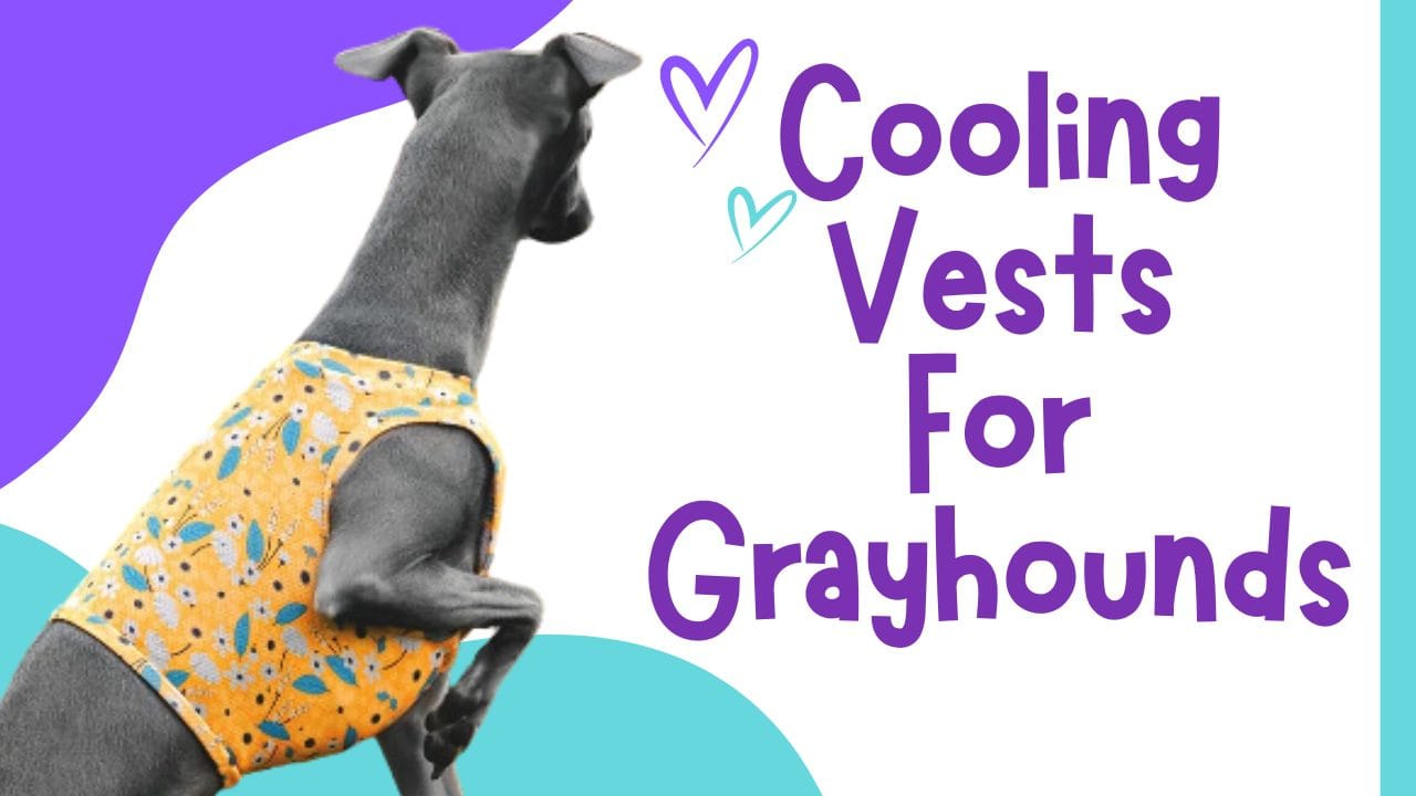 best cooling vest for greyhounds