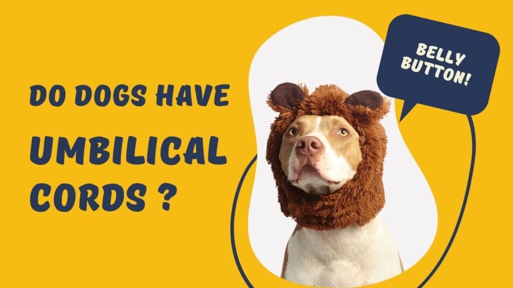 Do Dogs Have Umbilical Cords