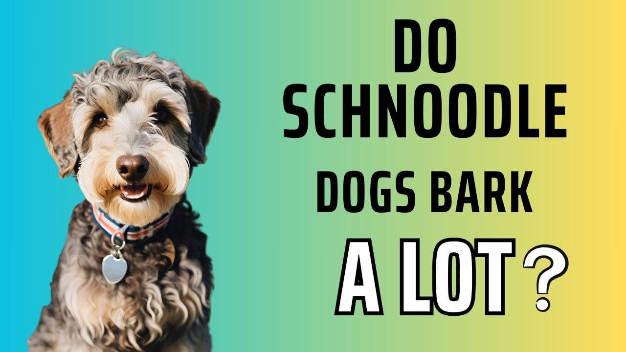 Do Schnoodle Dogs Bark a Lot?