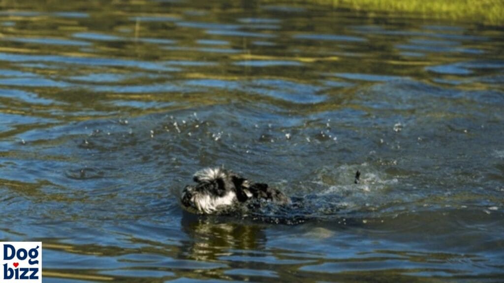 Are Schnoodles Water Dogs by Nature