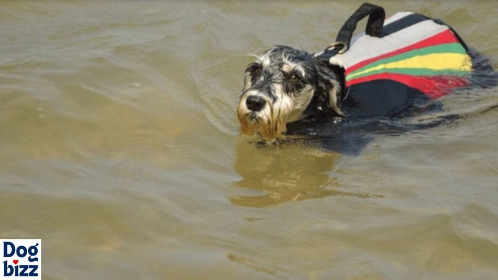 Are Schnoodles Water Dogs