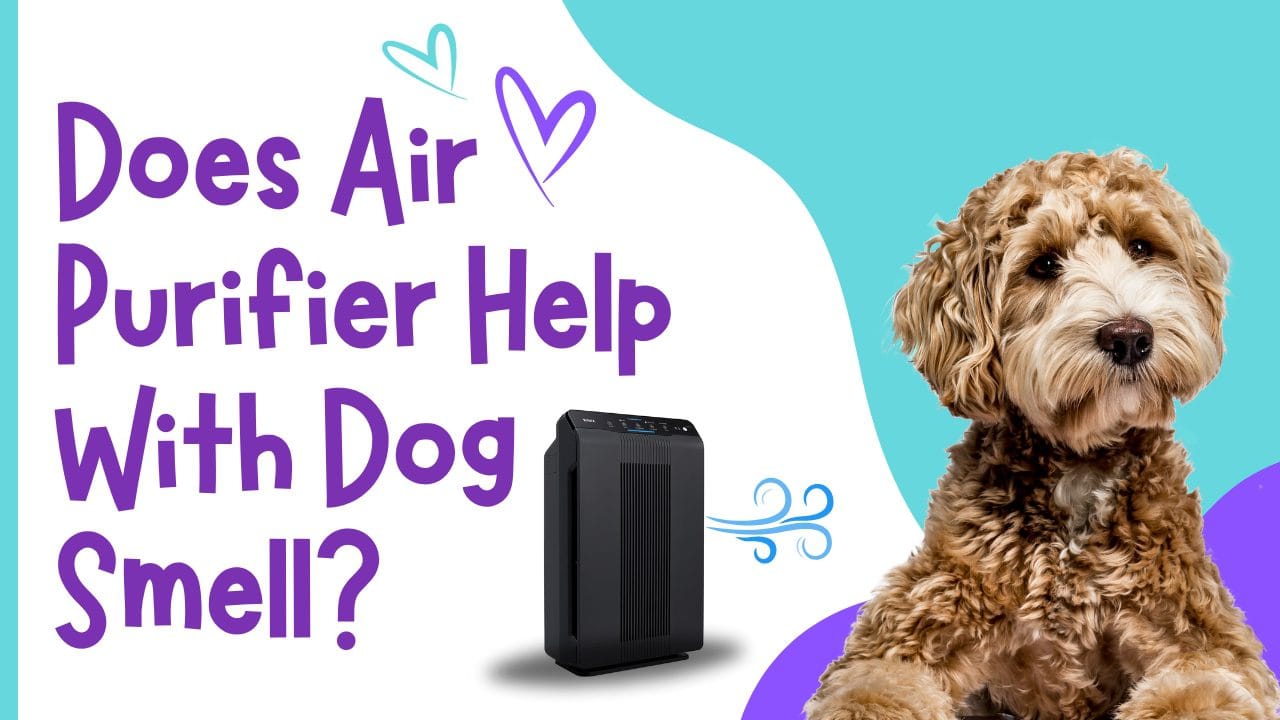 Does air purifier help with dog smell