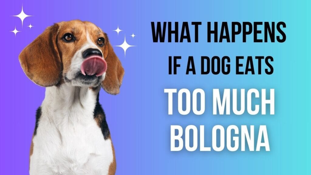 What Happens When Dogs Eat Too Much Bologna?