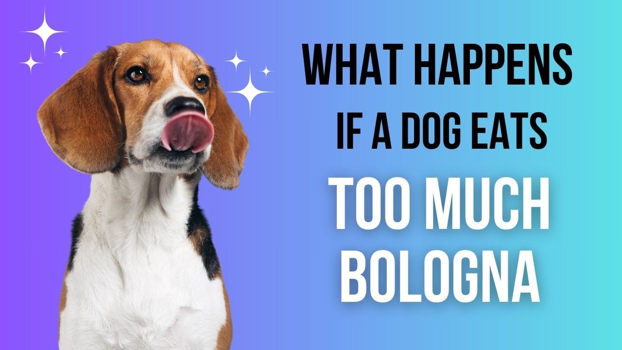 What Happens When Dogs Eat Too Much Bologna?