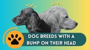 Dog Breeds with a Bump on Their Head