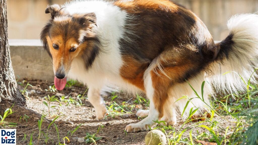 What Causes White Dog Poop