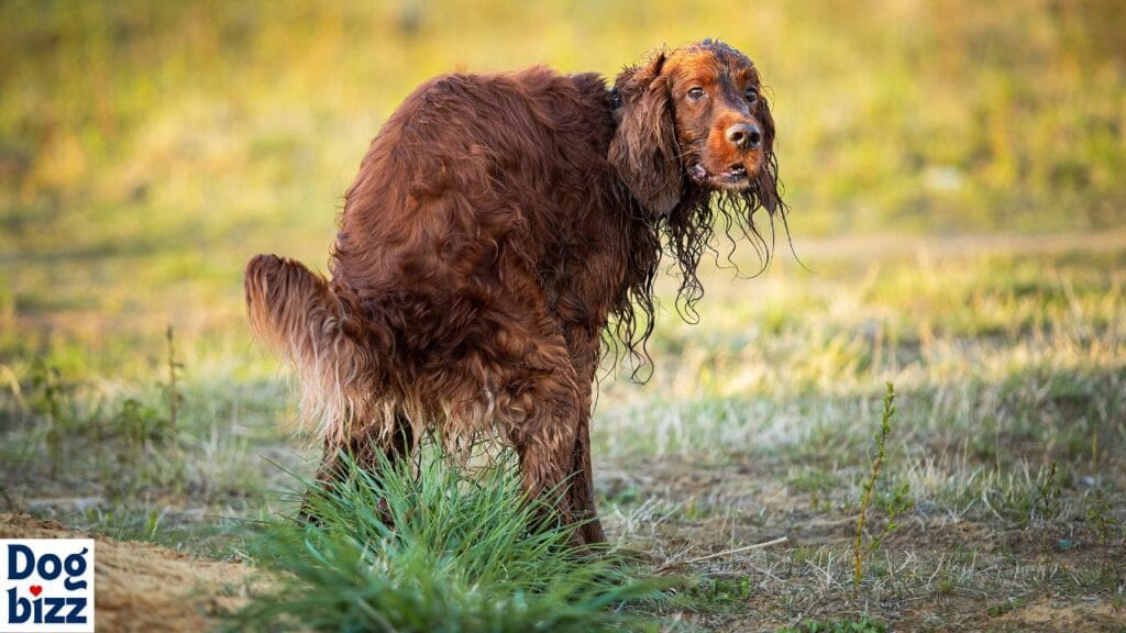 Dogs Poop in Bushes