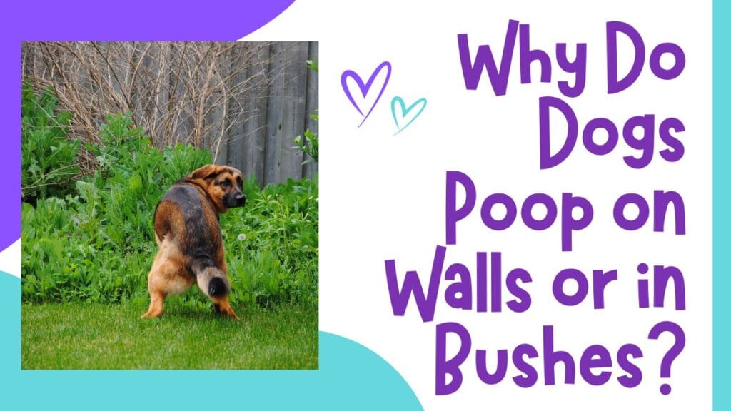 Dog poops on wall