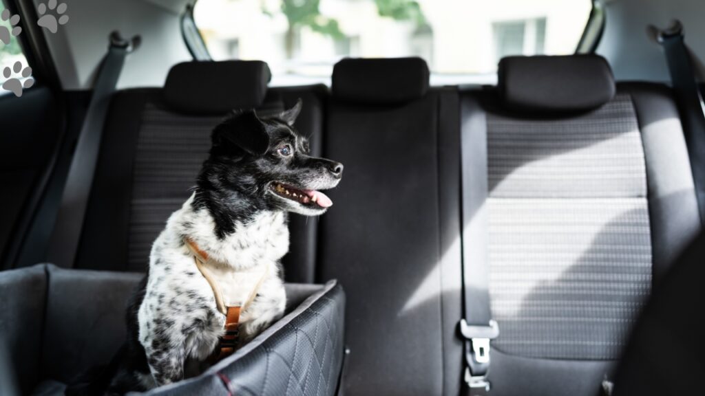 Back Seat Extender for Dogs