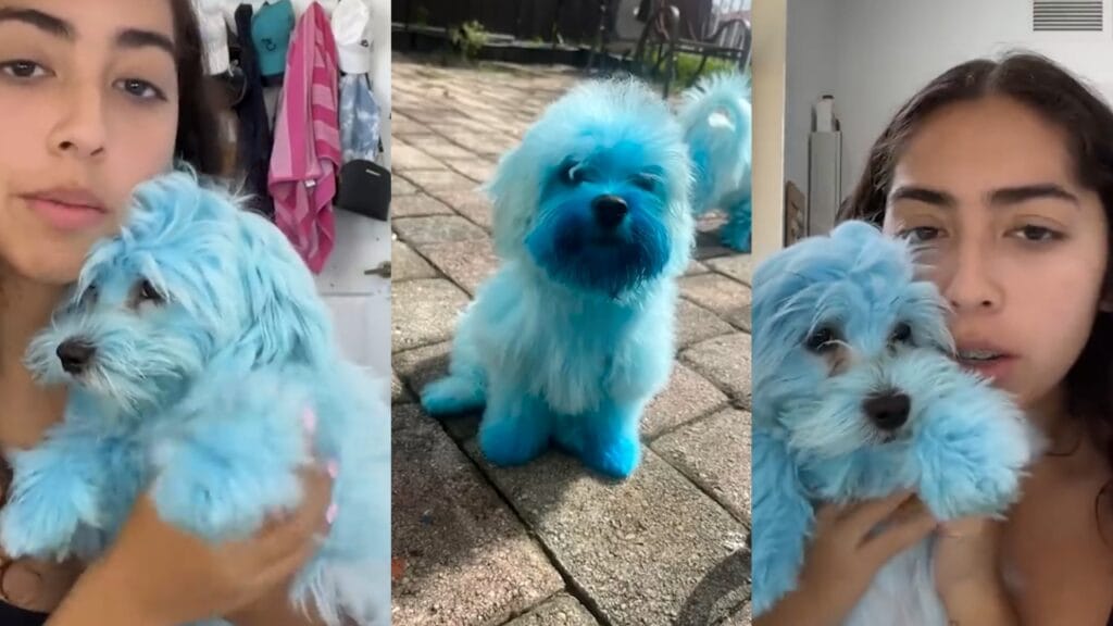 dogs accidentally became blue viral video