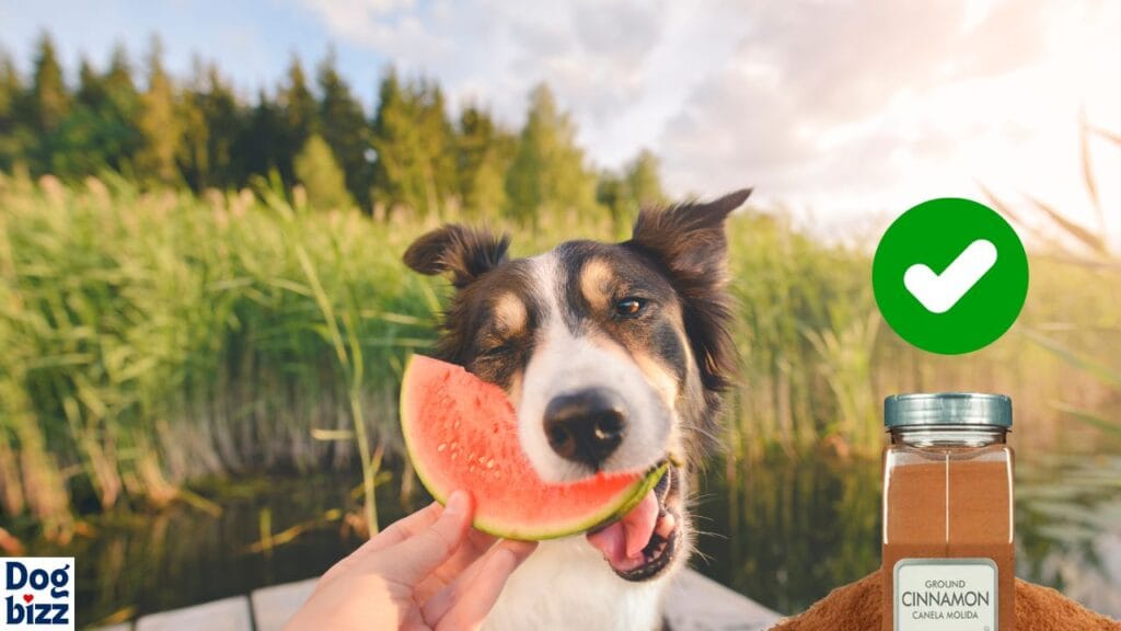 Dogs Can't Have Tajin