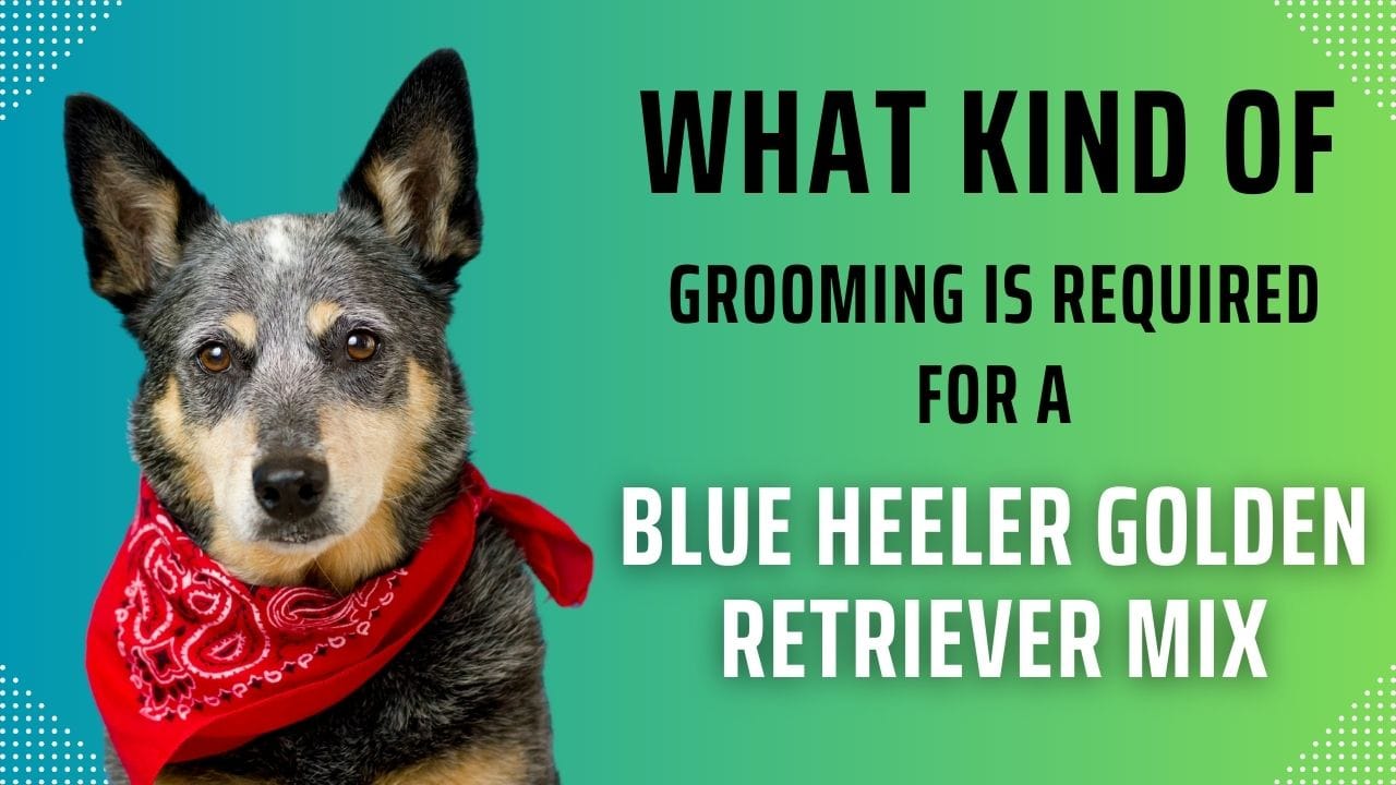 blue heeler golden retriever mix grooming