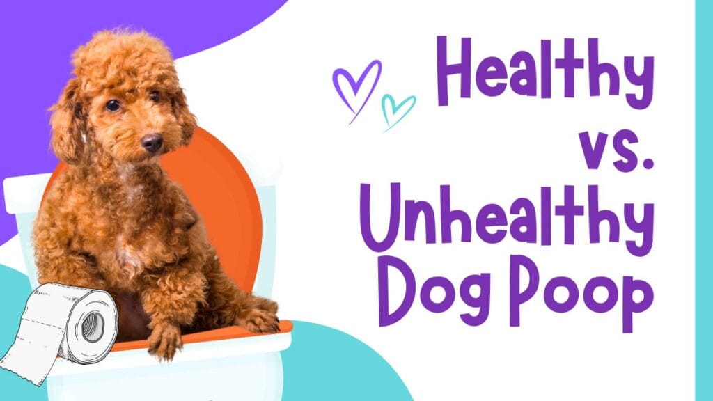 Healthy vs. Unhealthy Dog Poop