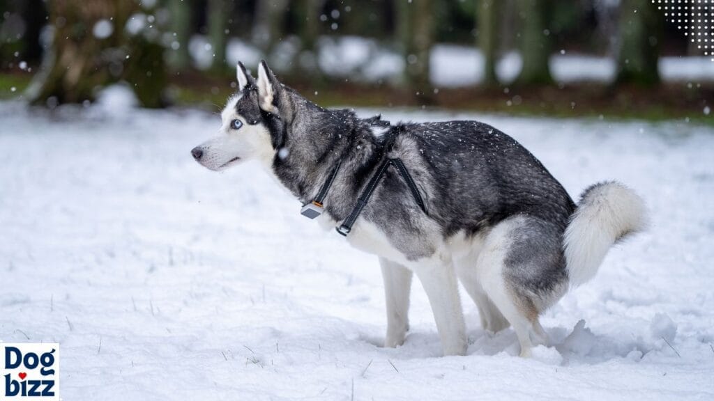 How cold is too cold for dogs to go potty