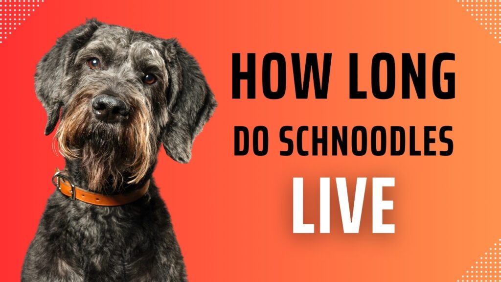 How Long Do Schnoodles Live