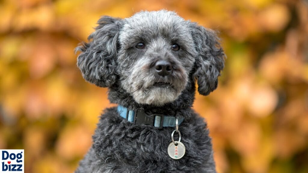 proactive care contributes to a Schnoodle’s lifespan