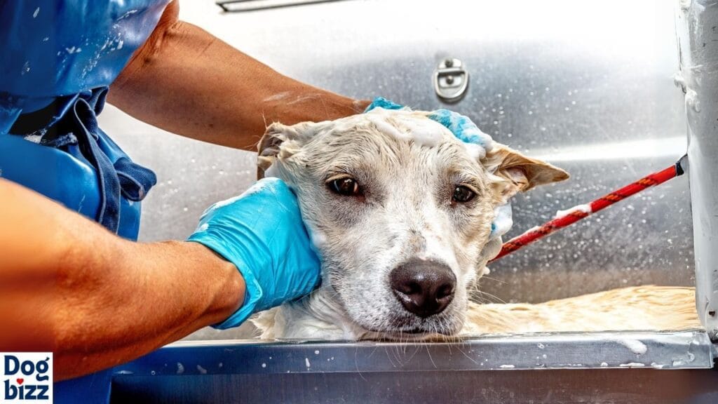 Bathing and Skin Care of Blue Heeler mix