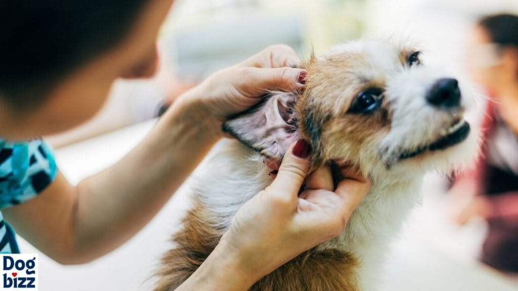 Ear and Eye Care for a Blue Heeler and Golden Retriever Mix