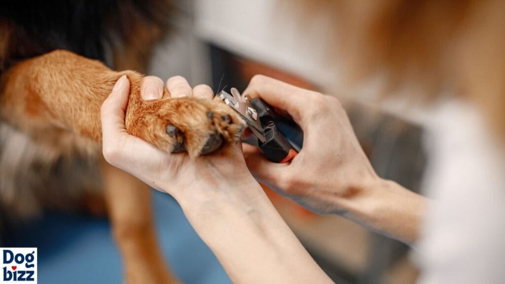 Trimming Nails and Paw Care of a Blue Heeler Golden Retriever mix