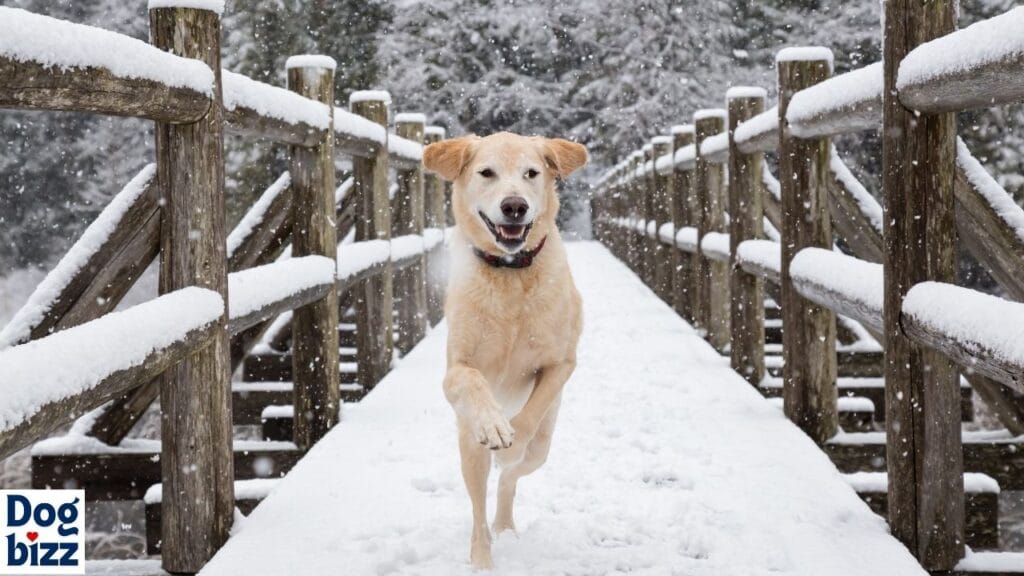 How to get a dog to poop when it's cold outside