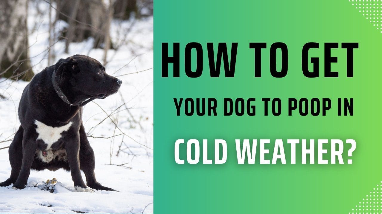 How to Get Your Dog to Poop in Cold Weather?