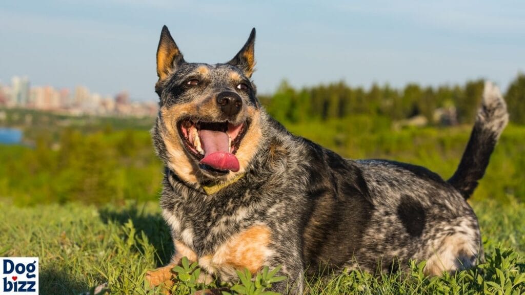 Coat Care for a Blue Heeler Golden Retriever Mix