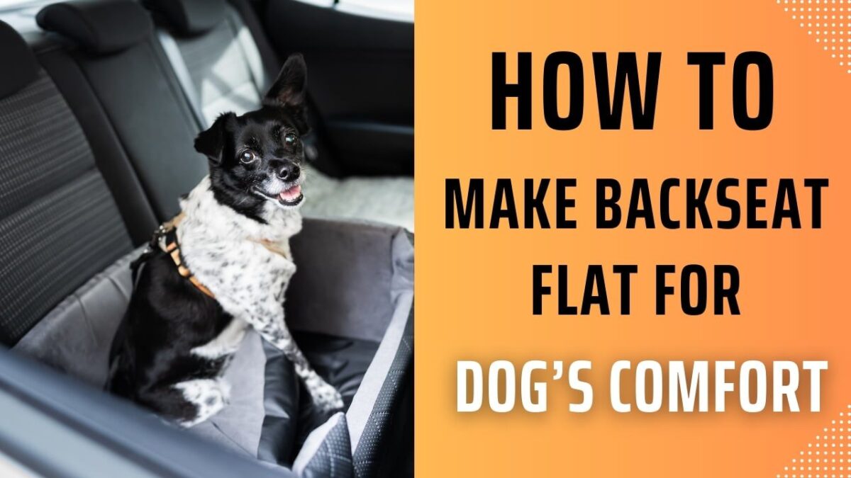 How to Make Backseat Flat for Dog's Comfort