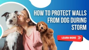 how to protect walls from dog during storm