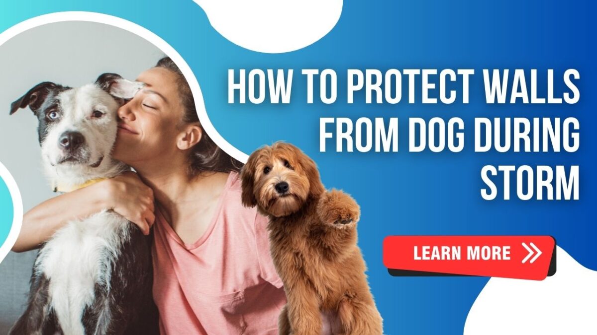 how to protect walls from dog during storm