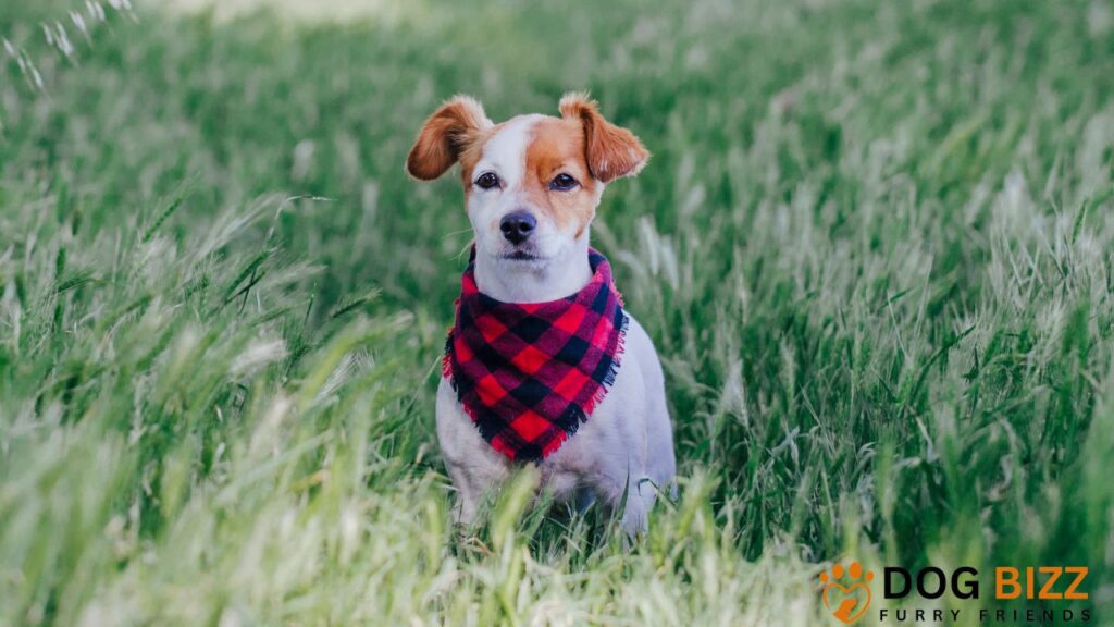 How to Tie a Bandana on My Dog