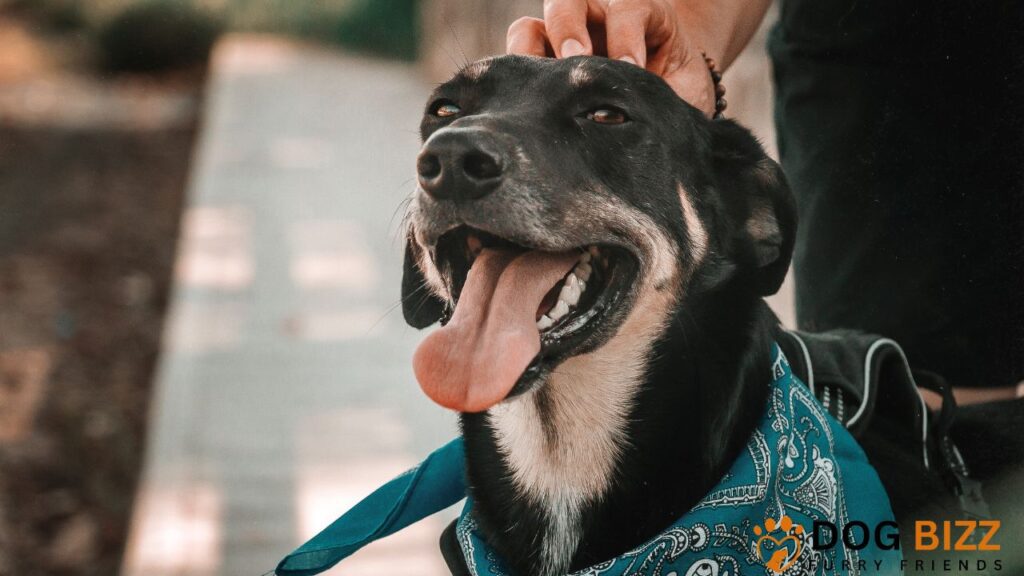 How to Tie a Dog Bandana