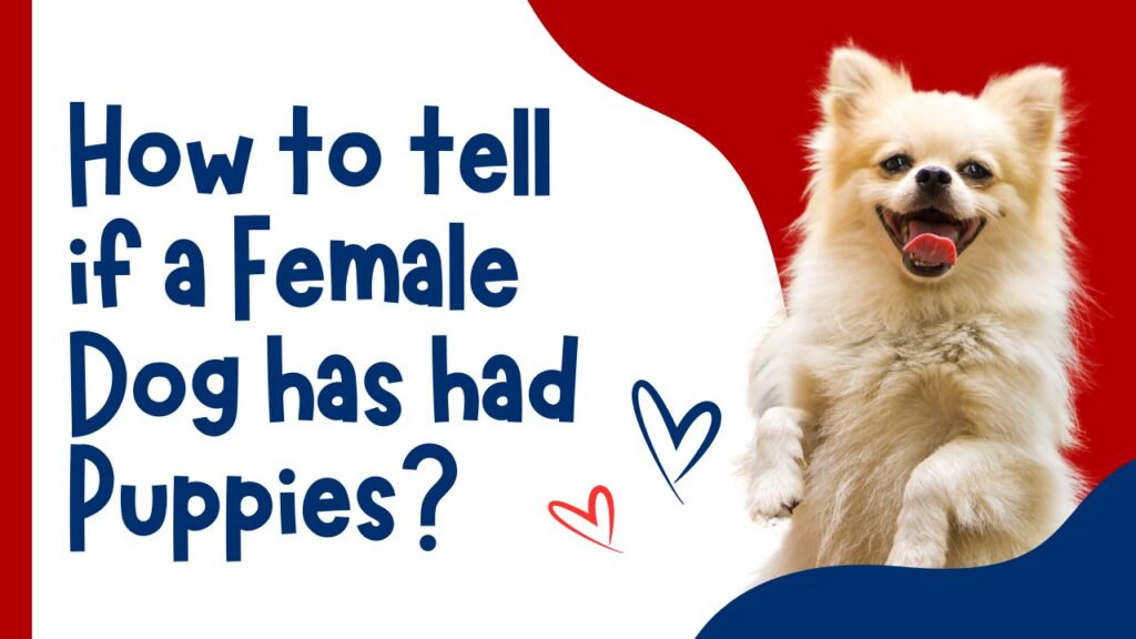 how to tell if a female dog has had puppies