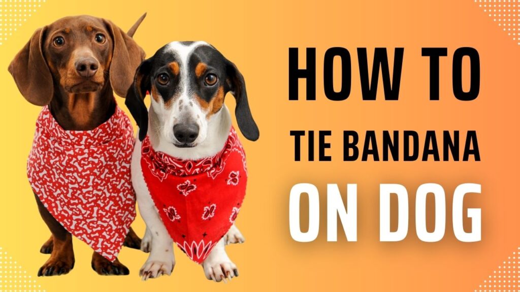 How to Tie a Bandana on My Dog? A Step-by-Step Guide