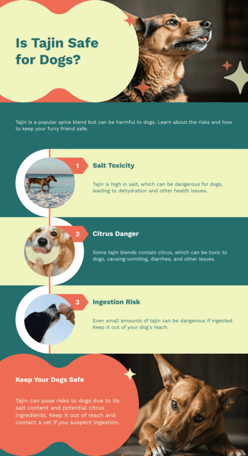 is Tajin Safe for Dogs Infographic