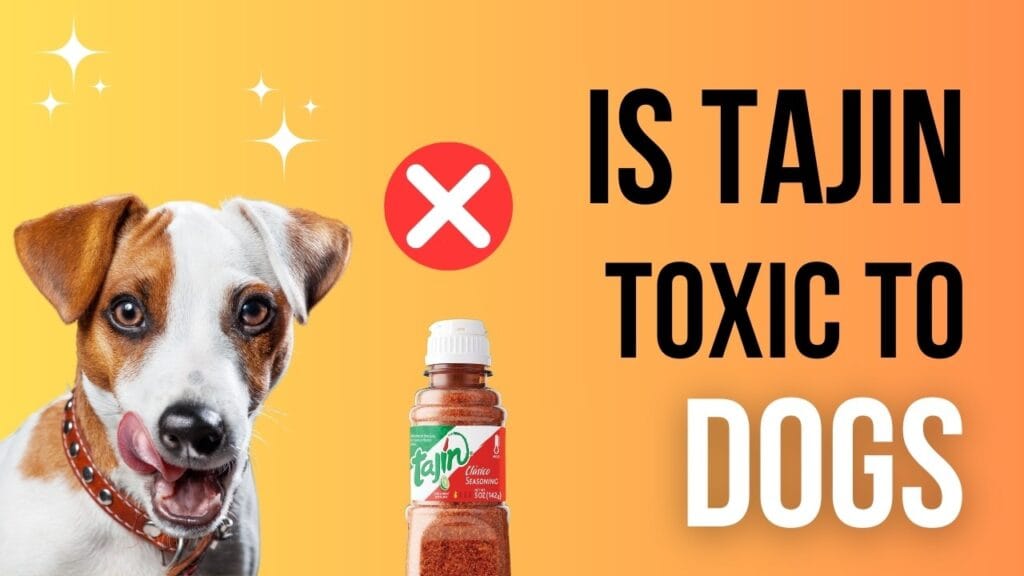 is tajin toxic to dogs