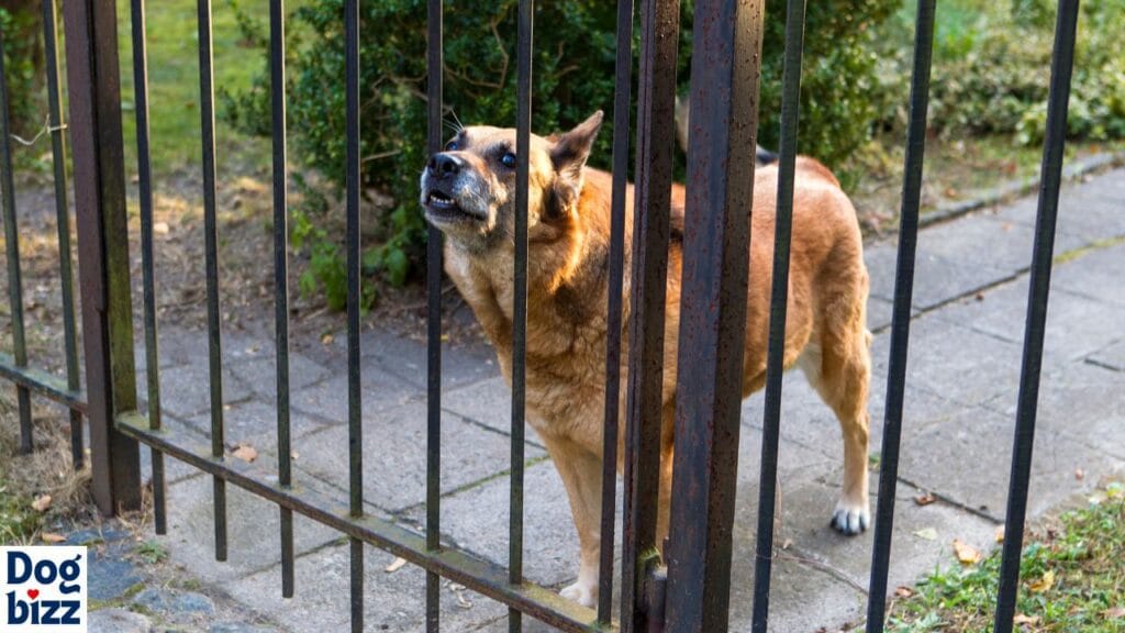 How to get dogs to stop reactive barking